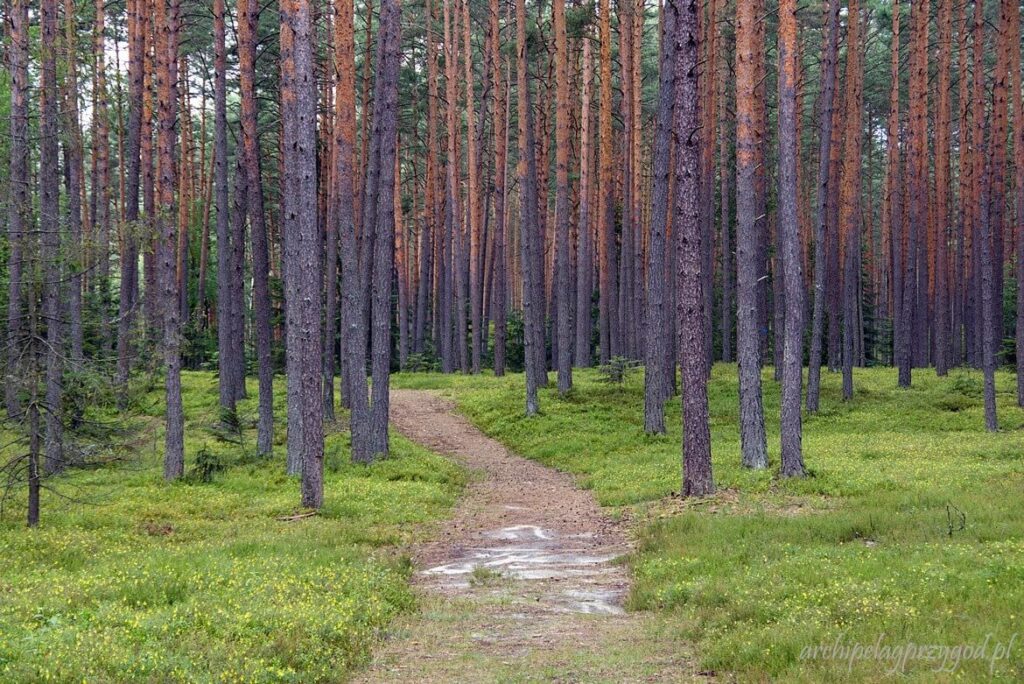 Las w Puszczy Solskiej
