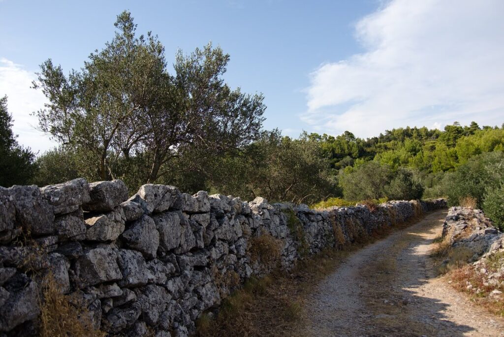 szlak wśród gajów oliwnych